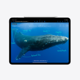 Apple 11-inch iPad Pro (M4) WiFi 256GB with Standard glass - Space Black